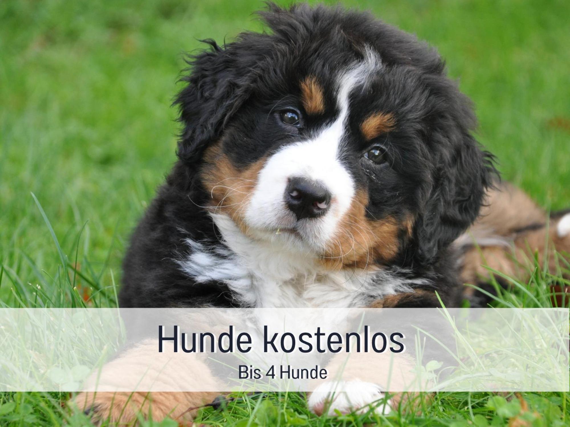 Am Feldrain - Urlaub Mit Hund Im Weserbergland Hannoversch Münden Exterior foto